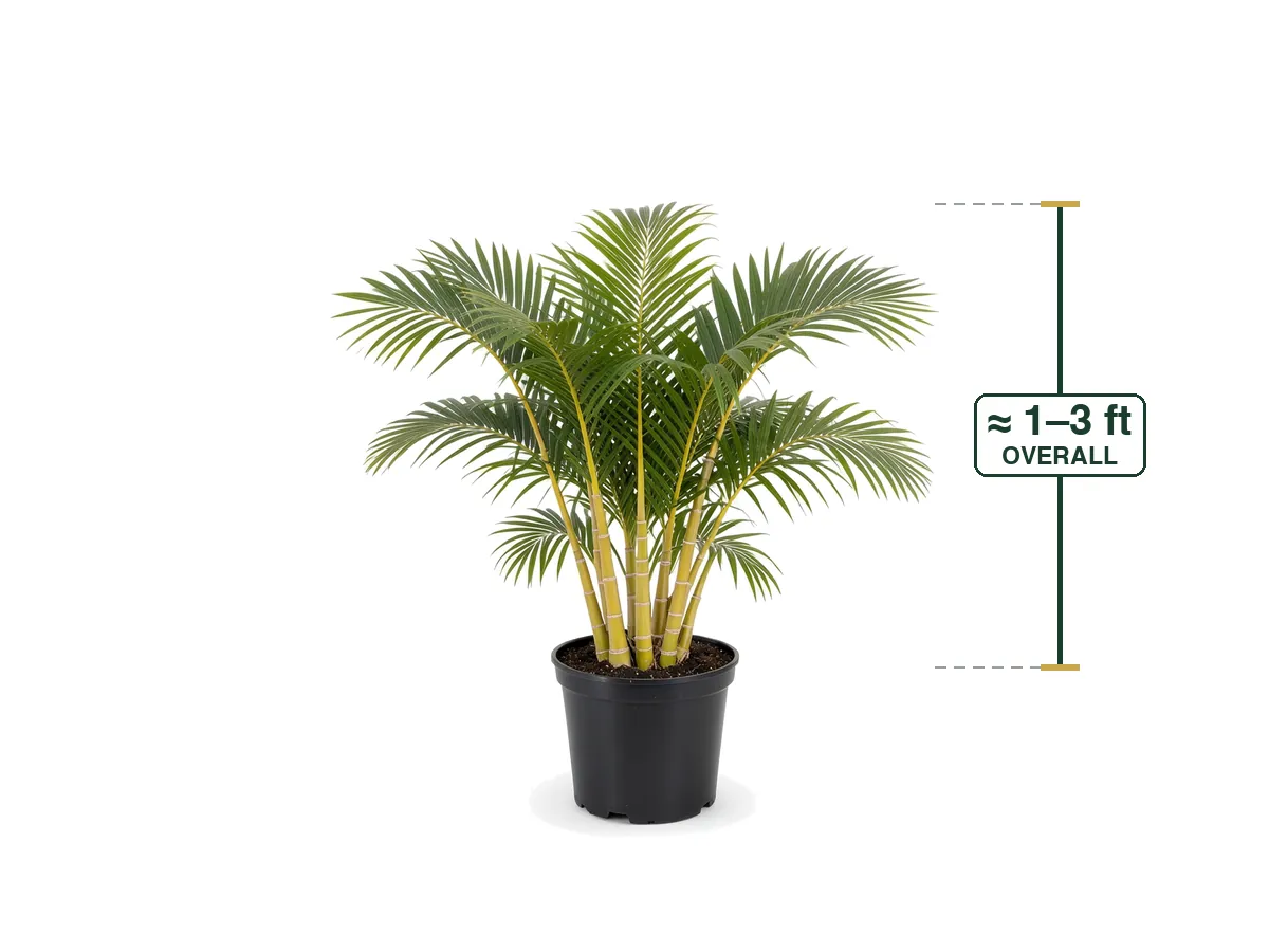 Areca Palm