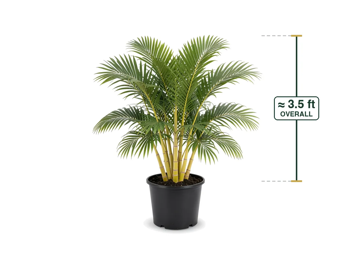 Areca Palm