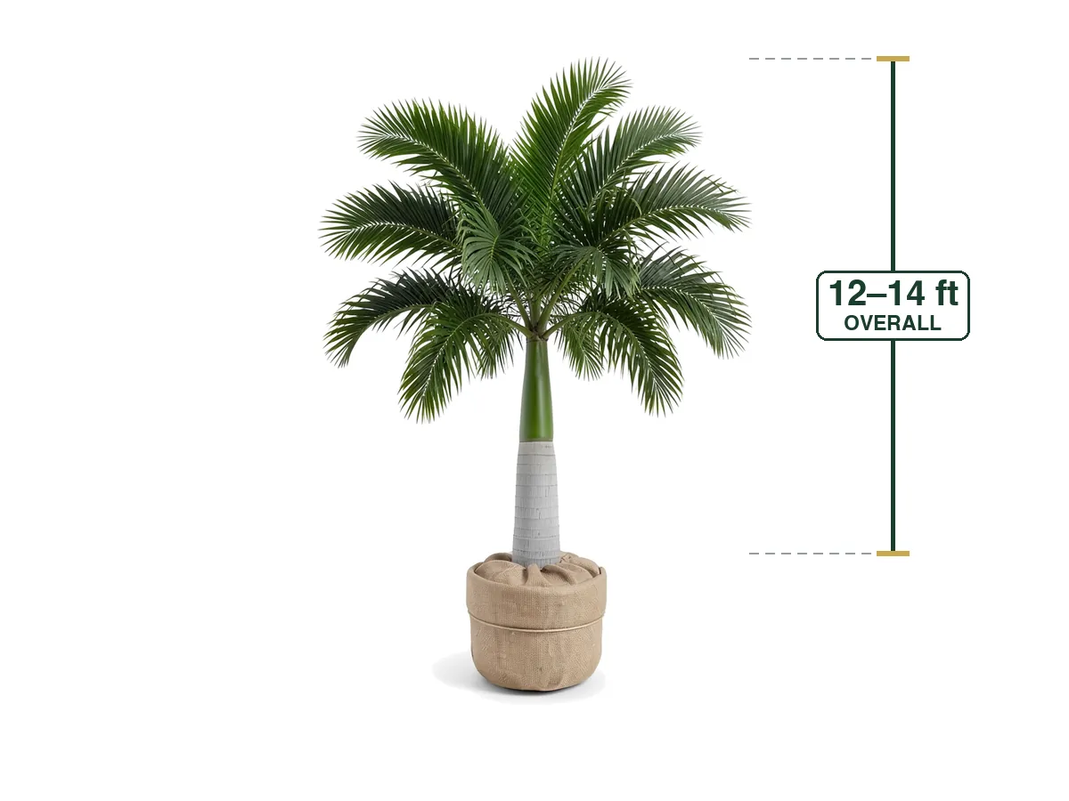 Royal Palm