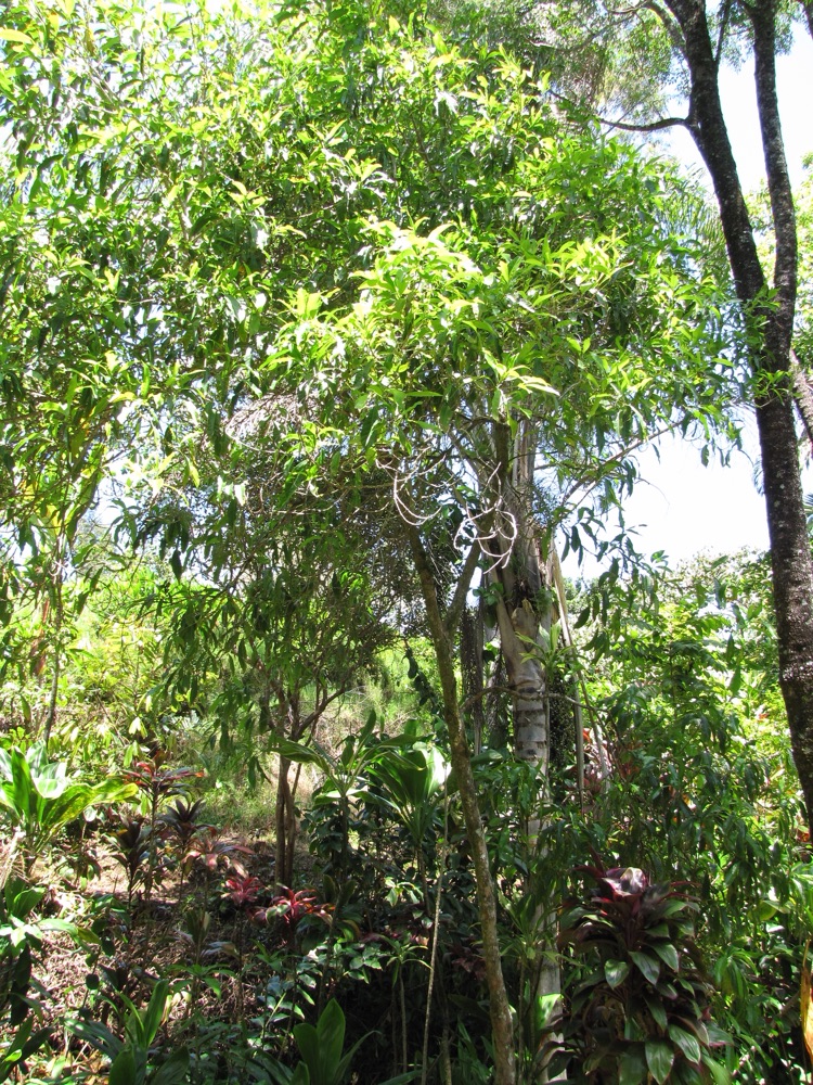 Abiu Fruit Tree