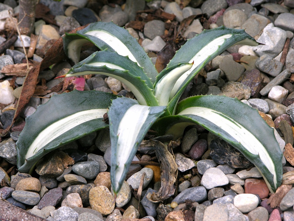 Blue Agave