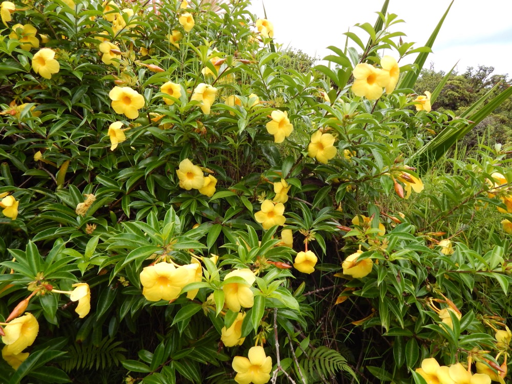 Allamanda Bush
