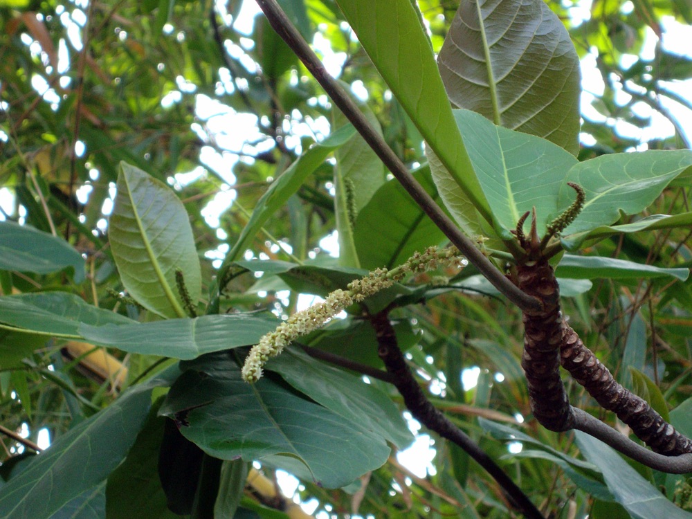 Almendro (Tropical Almond) (25 Gallon) for sale at Florida Palm and Plant Co. in SW Florida