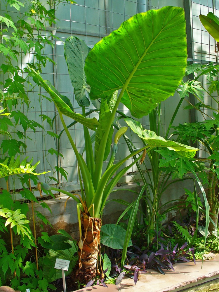 Alocasia Black Elephant Ear