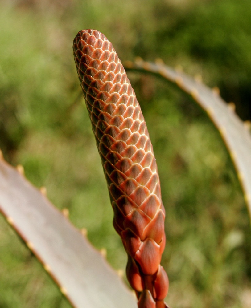 Aloe Vera