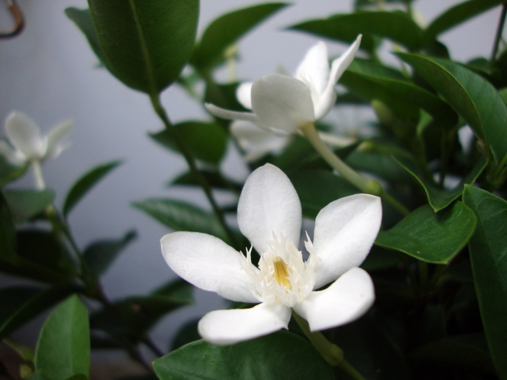Asian Snow (Mussaenda) (3 Gallon) for sale at Florida Palm and Plant Co. in SW Florida
