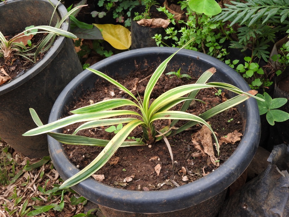 Aztec Grass (1 Gallon) for sale at Florida Palm and Plant Co. in SW Florida