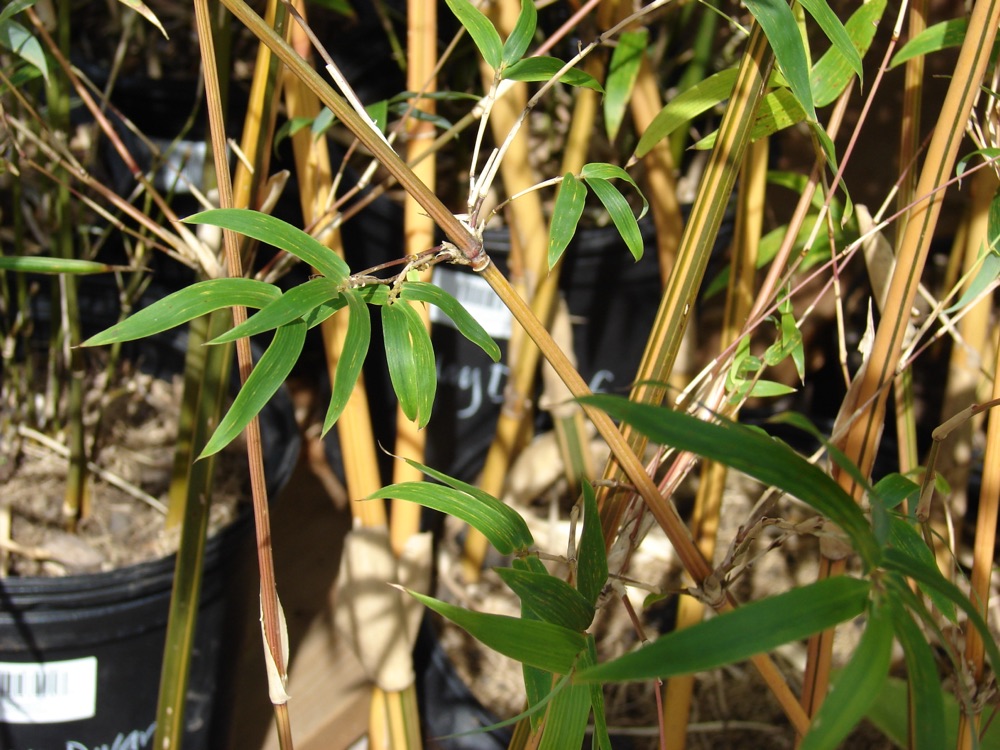 Bamboo Dwarf Buddha Belly (7 Gallon) for sale at Florida Palm and Plant Co. in SW Florida