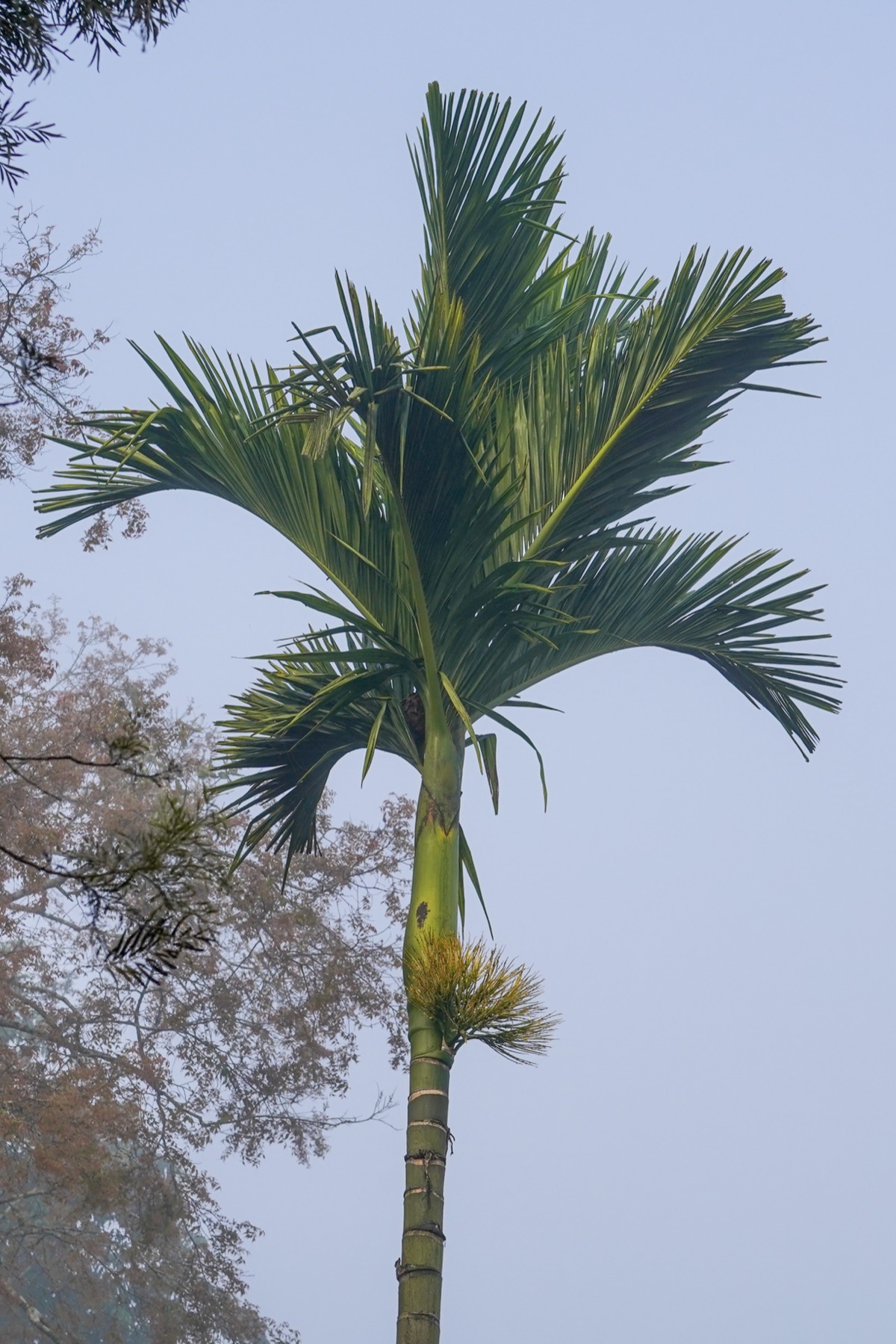 Dwarf Betel Nut Palm (Specimen) for sale at Florida Palm and Plant Co. in SW Florida