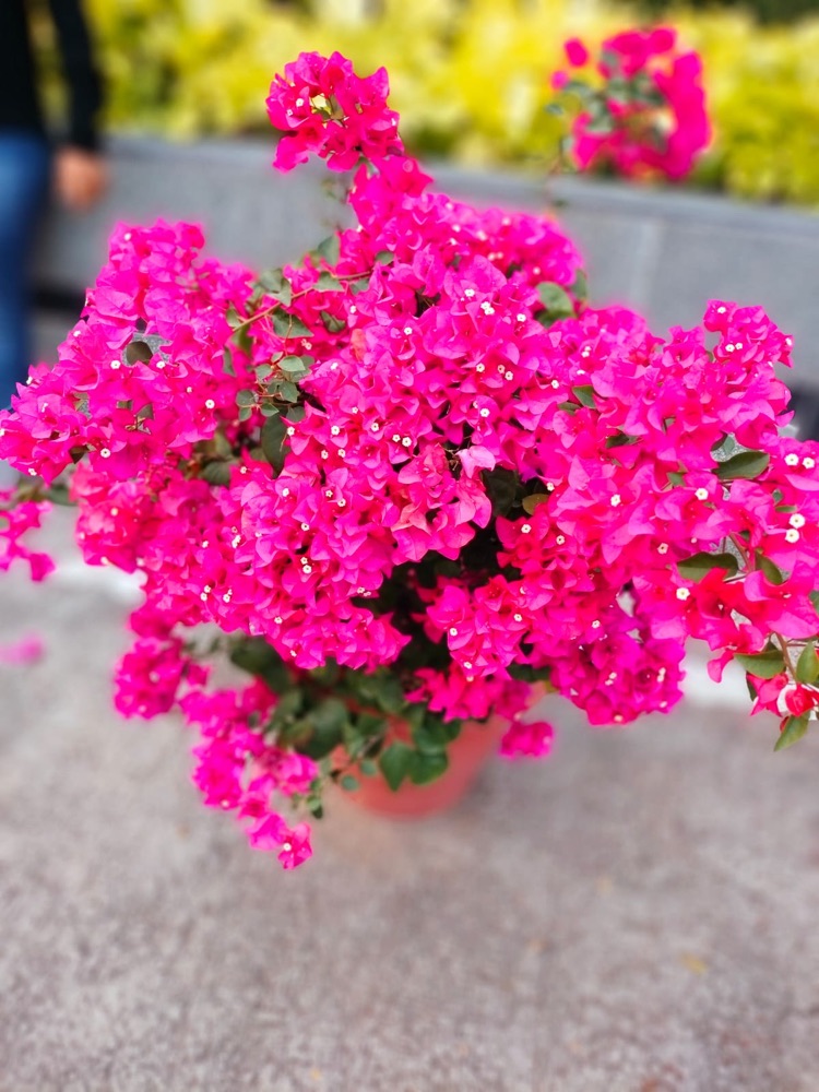 Bougainvillea Red & Purple