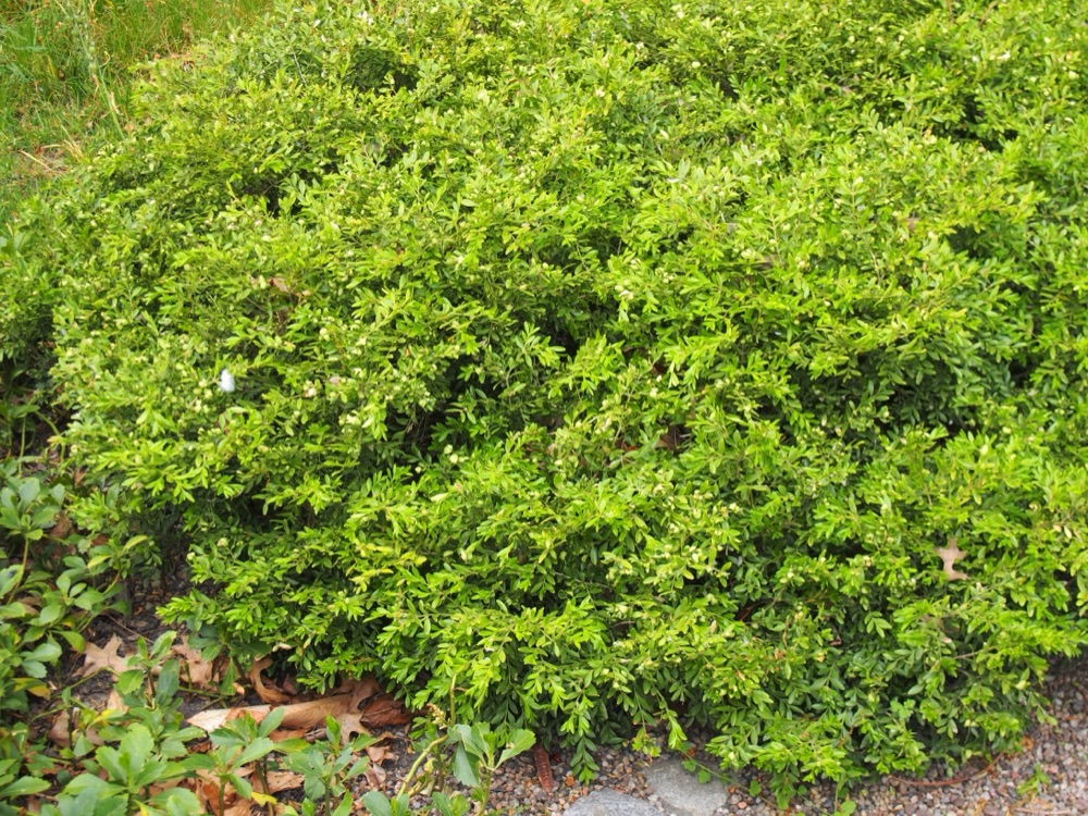 Boxwood Emerald Blanket (3 Gallon) for sale at Florida Palm and Plant Co. in SW Florida