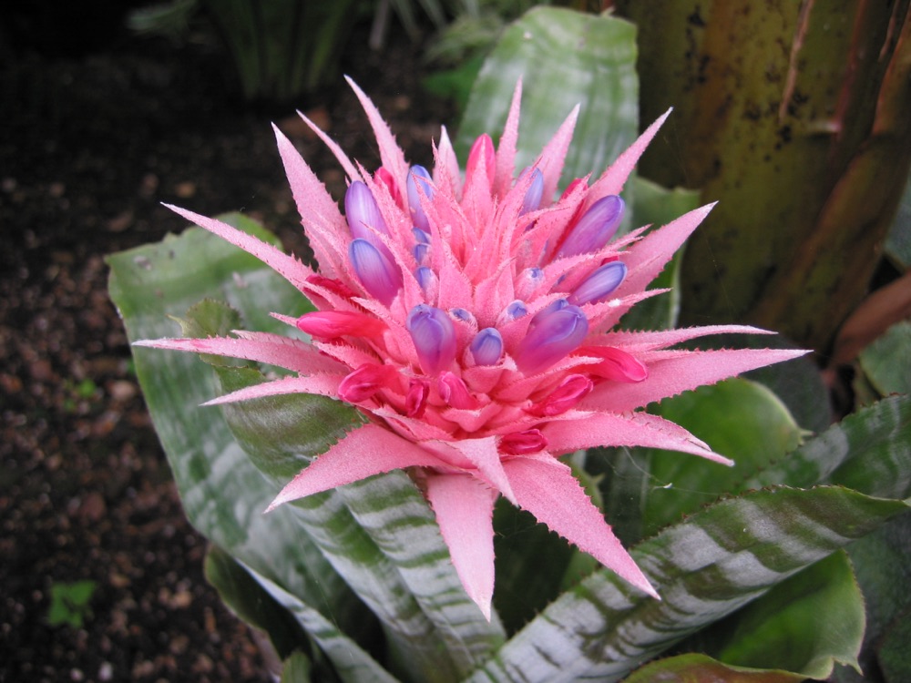 Bromeliad