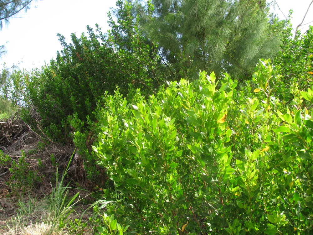 Green Buttonwood (7 Gallon) for sale at Florida Palm and Plant Co. in SW Florida