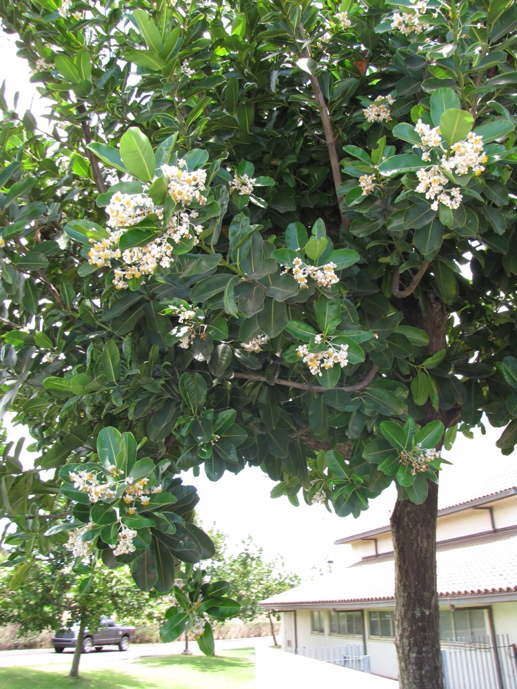 Calophyllum Tree