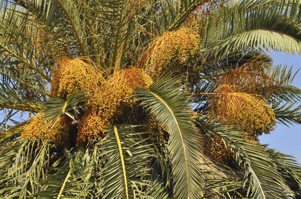 Canary Island Date Palm