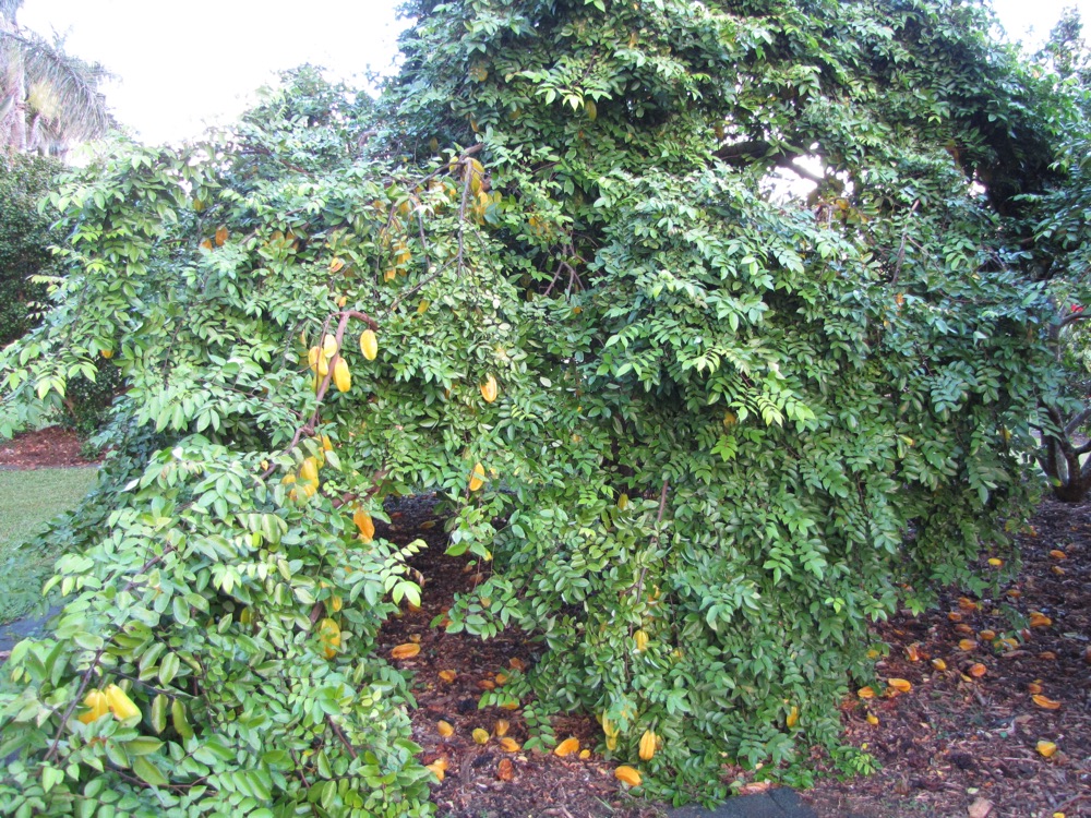 Carambola (Star Fruit)
