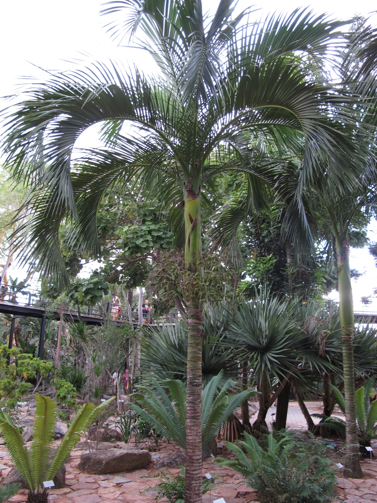 Carpoxylon Palm (Specimen) for sale at Florida Palm and Plant Co. in SW Florida
