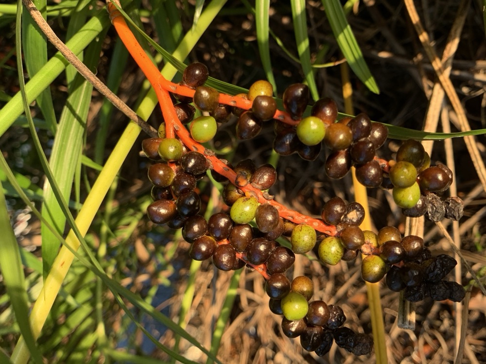 Cat Palm