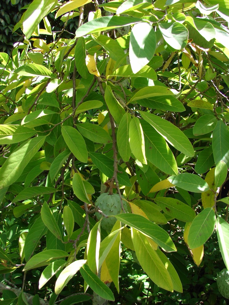 Chirimoya (Custard Apple) (15 Gallon) for sale at Florida Palm and Plant Co. in SW Florida