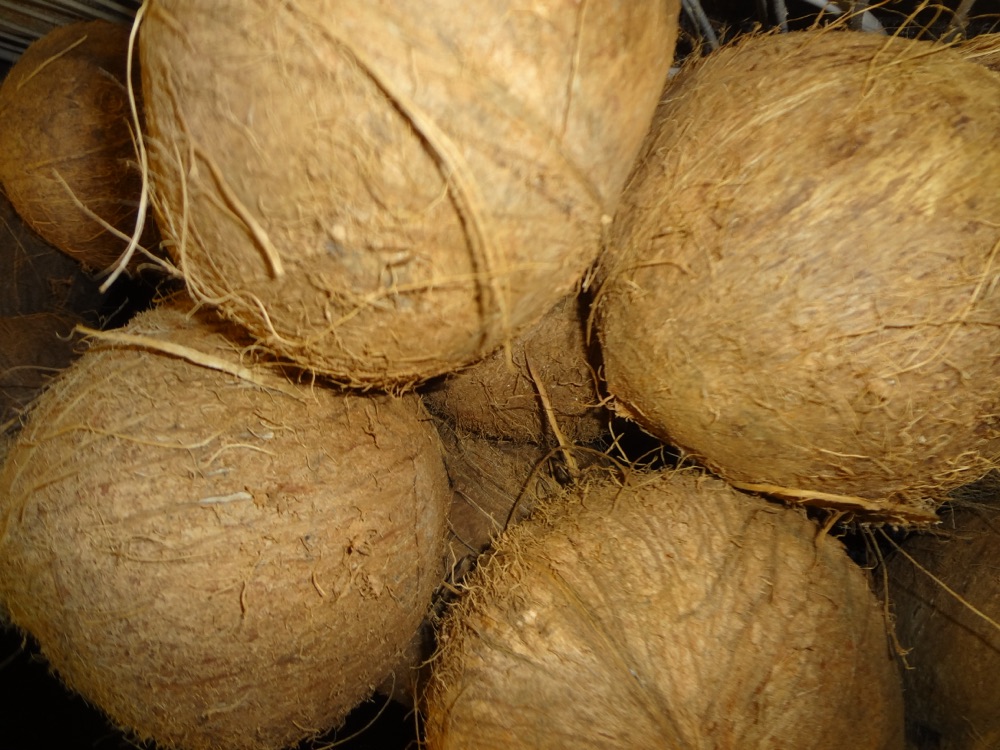Coconut Palm