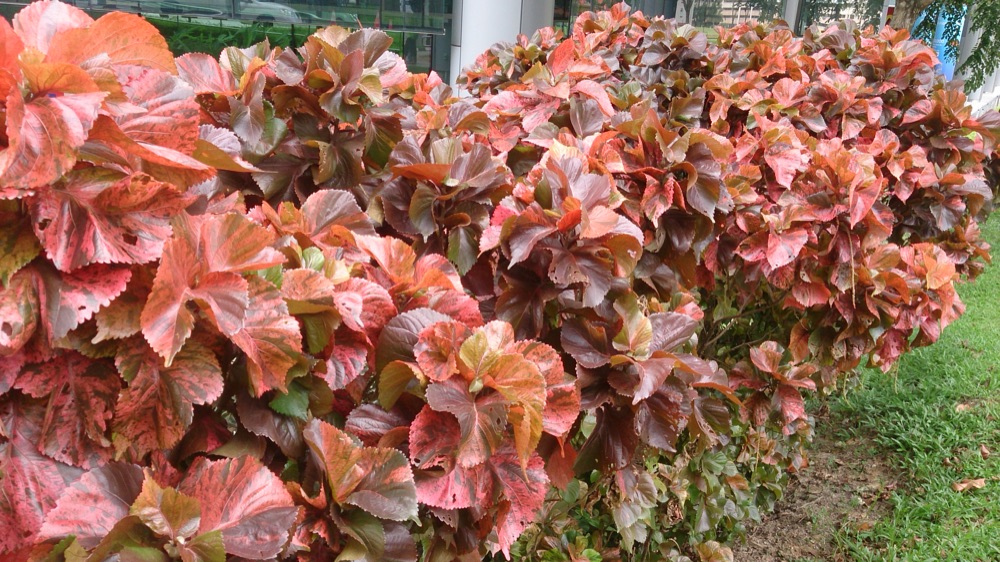 Copperleaf