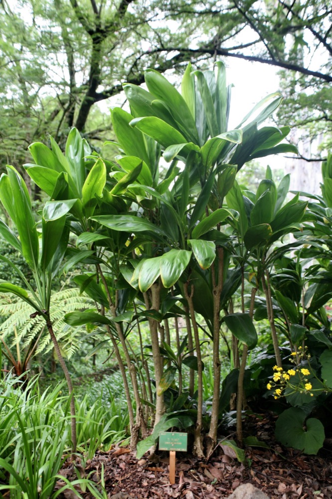 Ti Plant Anti Lou (3 Gallon) for sale at Florida Palm and Plant Co. in SW Florida