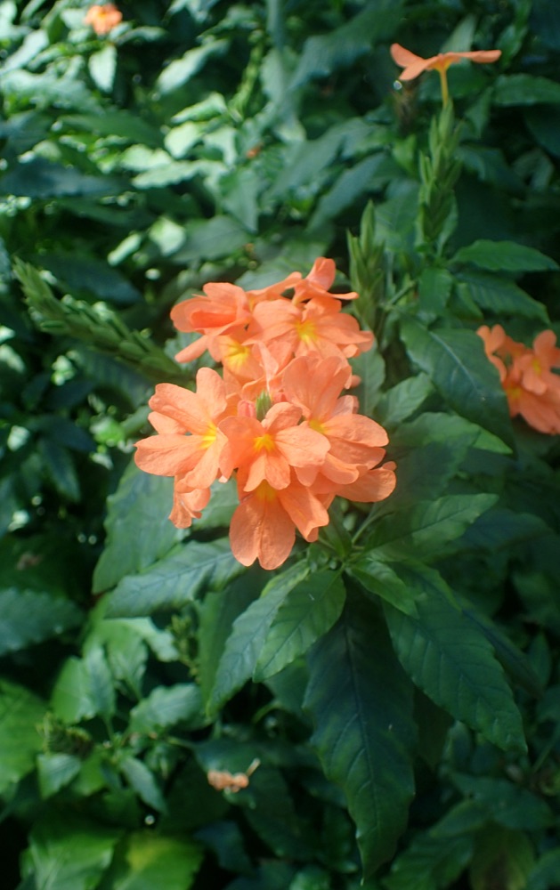 Crossandra Orange