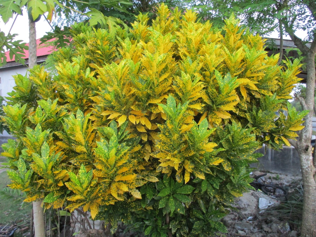 Croton Banana