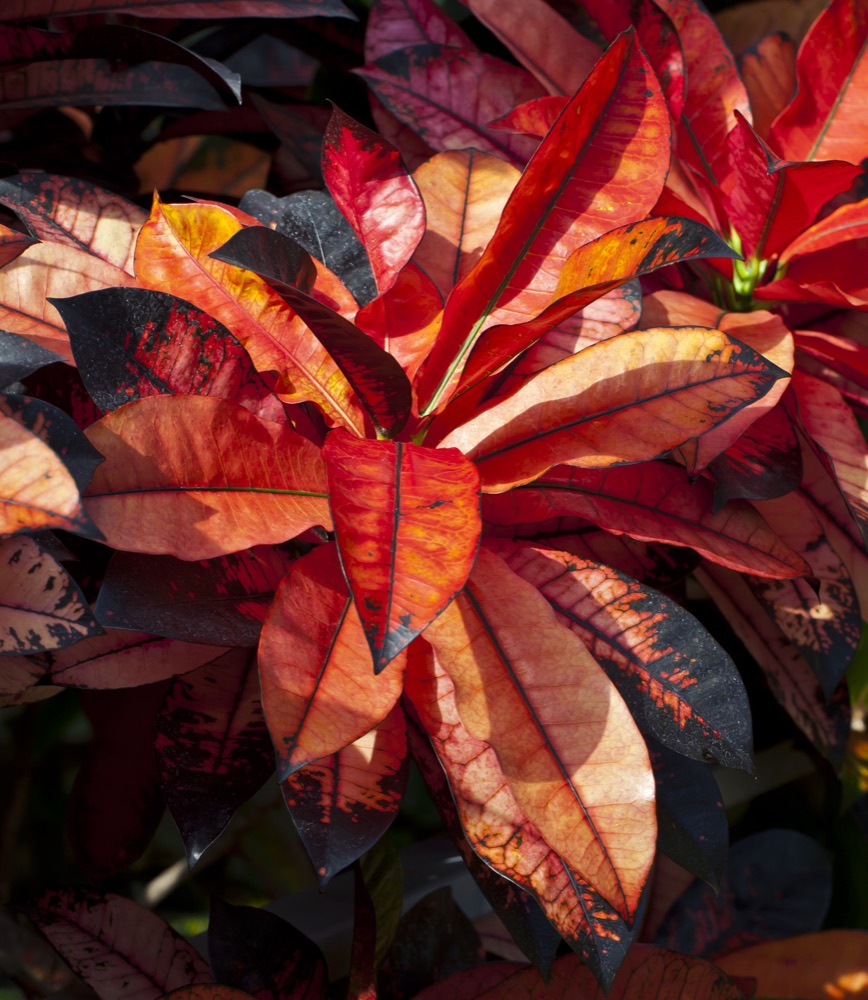 Croton Magnificent