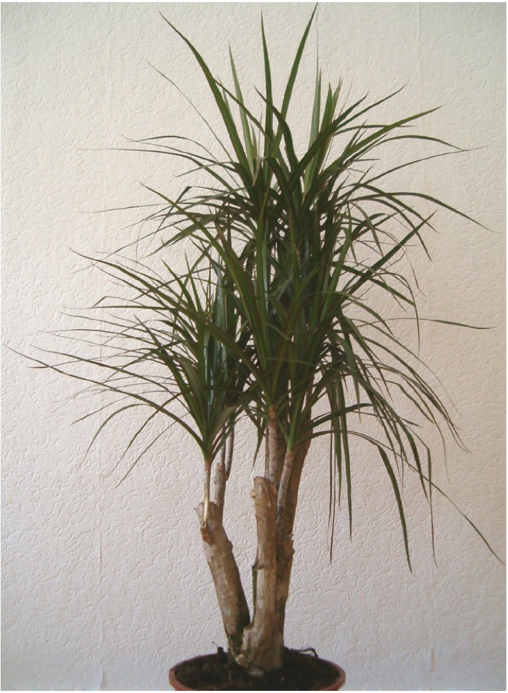 Dracaena Colorama Pink