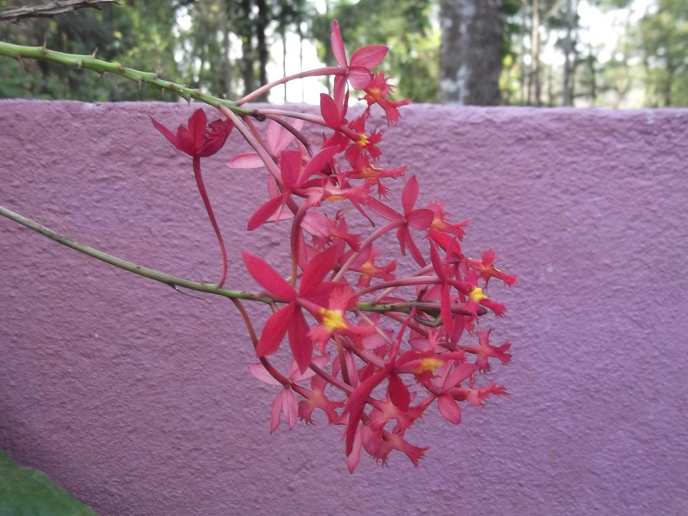 Epidendrum Orchid Orange (3 Gallon) for sale at Florida Palm and Plant Co. in SW Florida