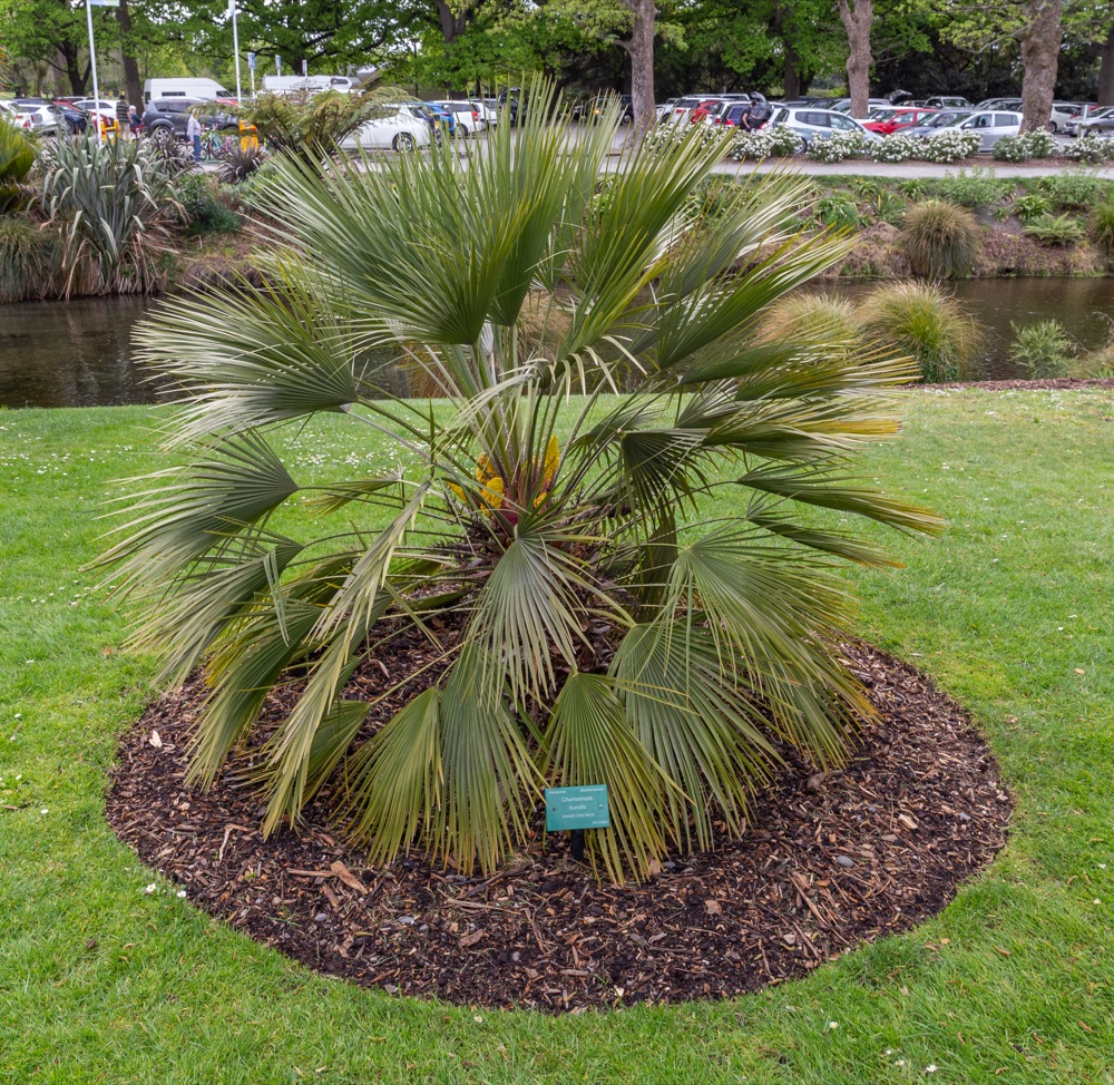 European Fan Palm (15 Gallon) for sale at Florida Palm and Plant Co. in SW Florida