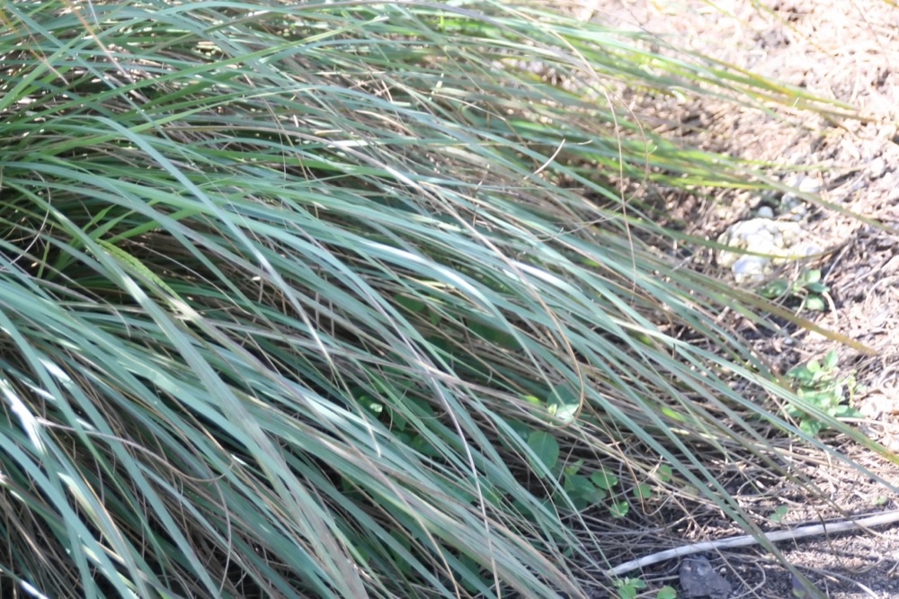 Fakahatchee Grass (3 Gallon) for sale at Florida Palm and Plant Co. in SW Florida