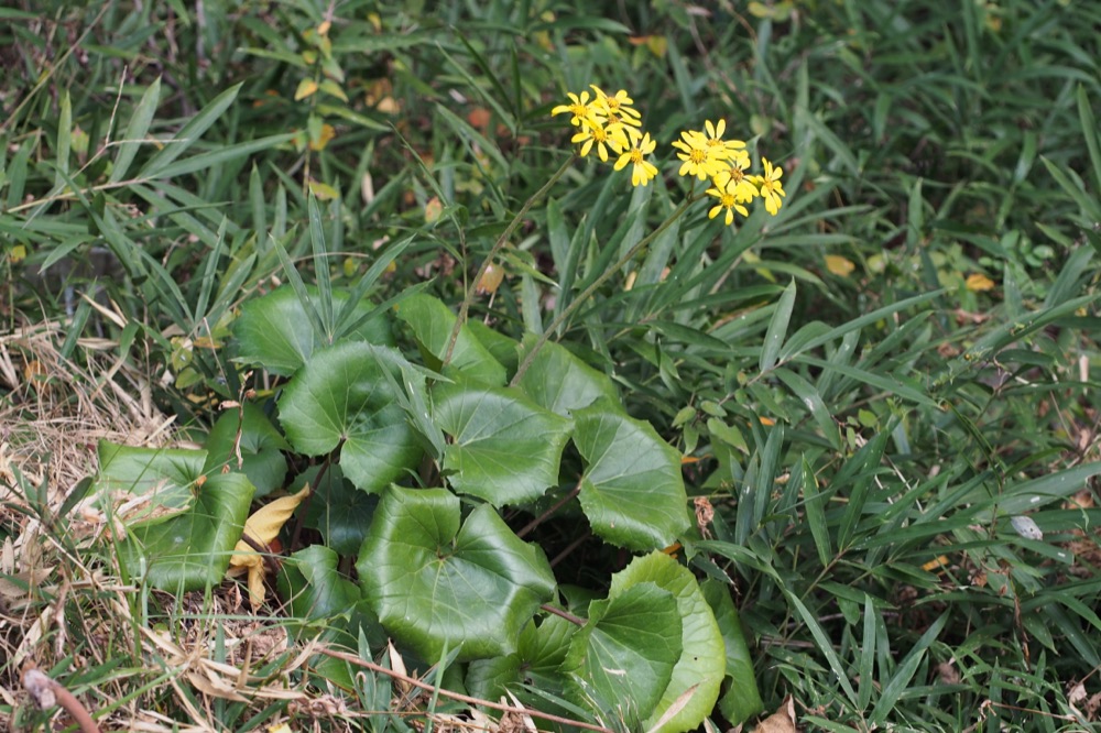 Farfugium Giganteum