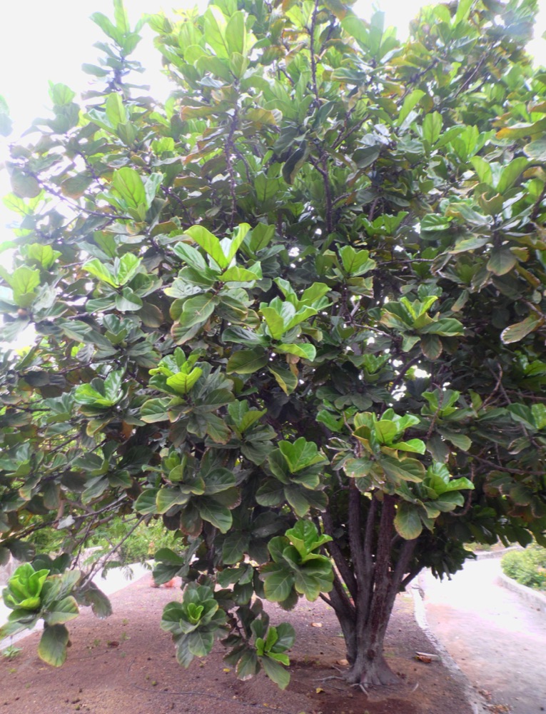 Ficus Lyrata (Fiddle Leaf Fig) (7 Gallon) for sale at Florida Palm and Plant Co. in SW Florida