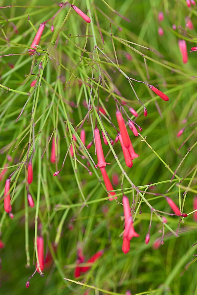 Firecracker Plant