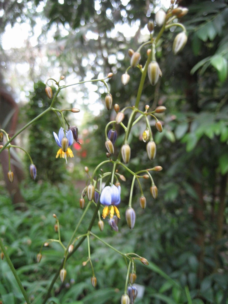 Flax Lily