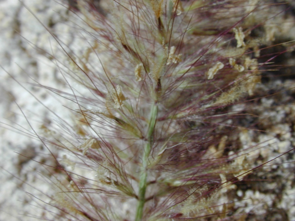 Red Fountain Grass