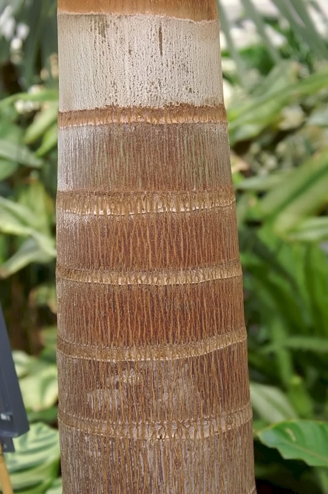 Foxtail Palm Double (Field Grown 10'-12') for sale at Florida Palm and Plant Co. in SW Florida