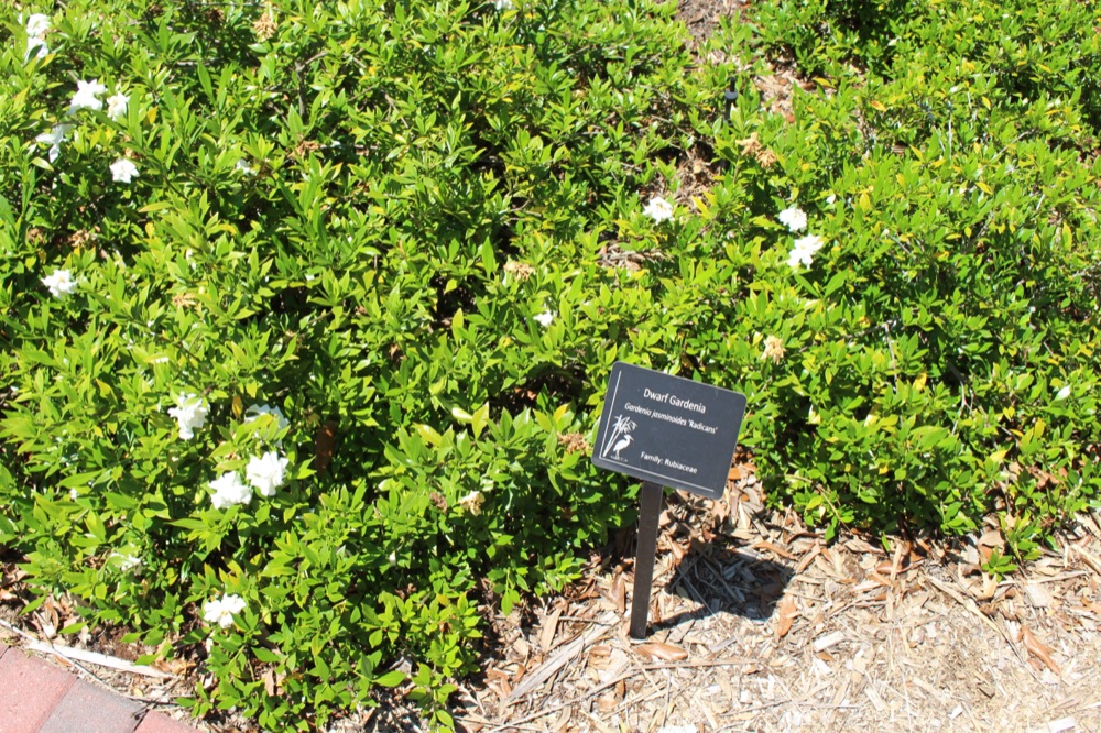 Gardenia Dwarf