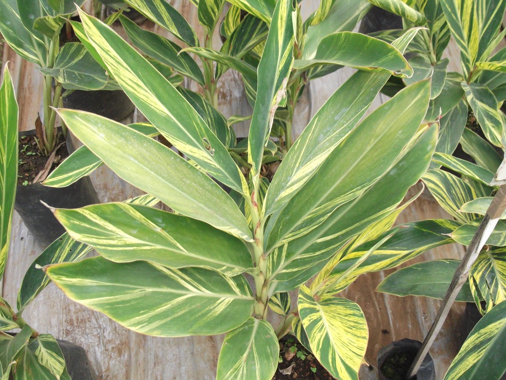 Ginger Variegated