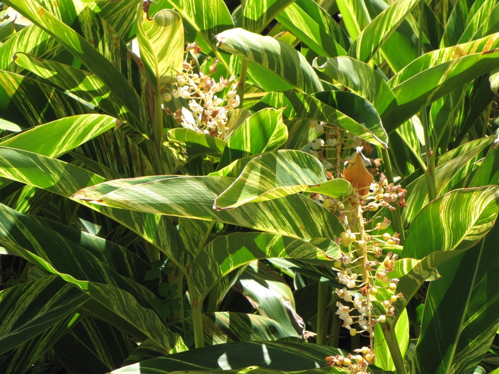 Ginger (3 Gallon) for sale at Florida Palm and Plant Co. in SW Florida