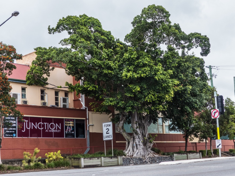 Green Island Ficus
