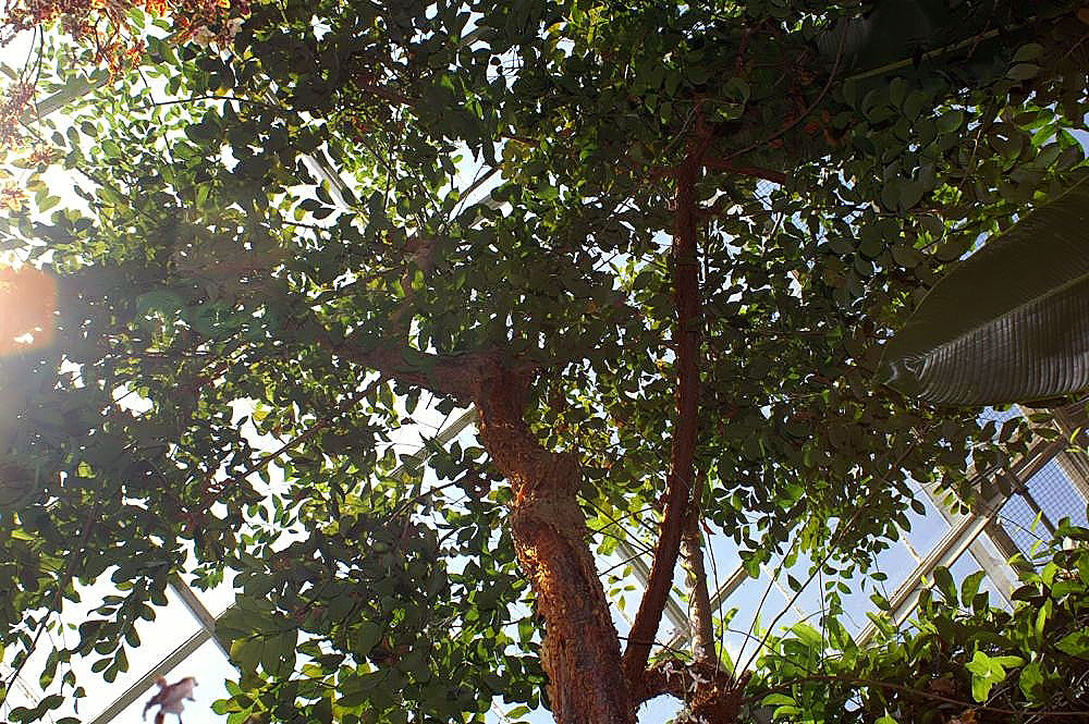 Gumbo Limbo Tree (25 Gallon) for sale at Florida Palm and Plant Co. in SW Florida