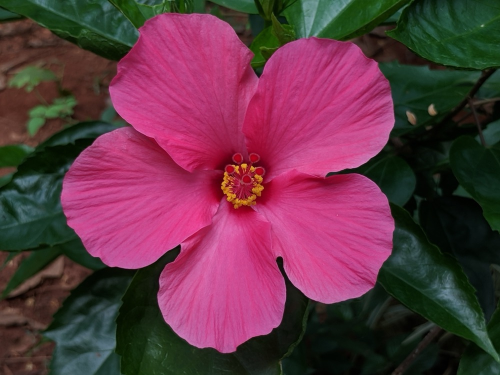 Hibiscus Painted Lady Tree