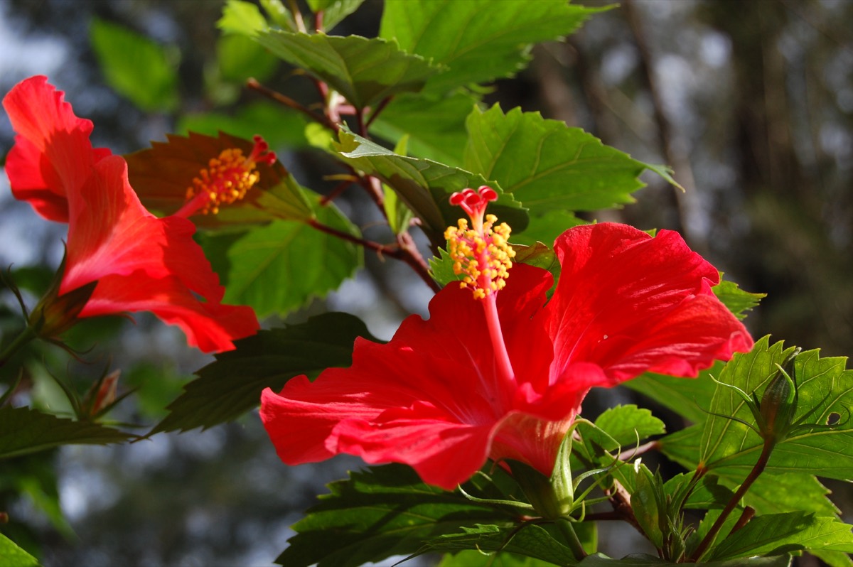 Hibiscus Red President Tree