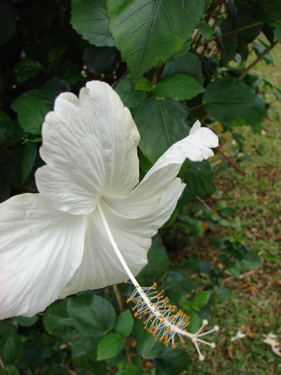 Hibiscus Snow Queen