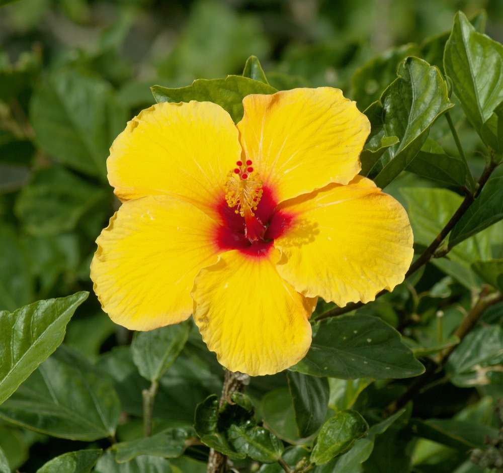 Hibiscus Yellow Tree