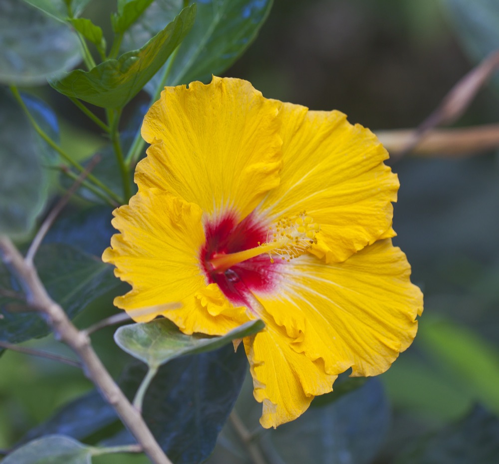 Fiji Hibiscus