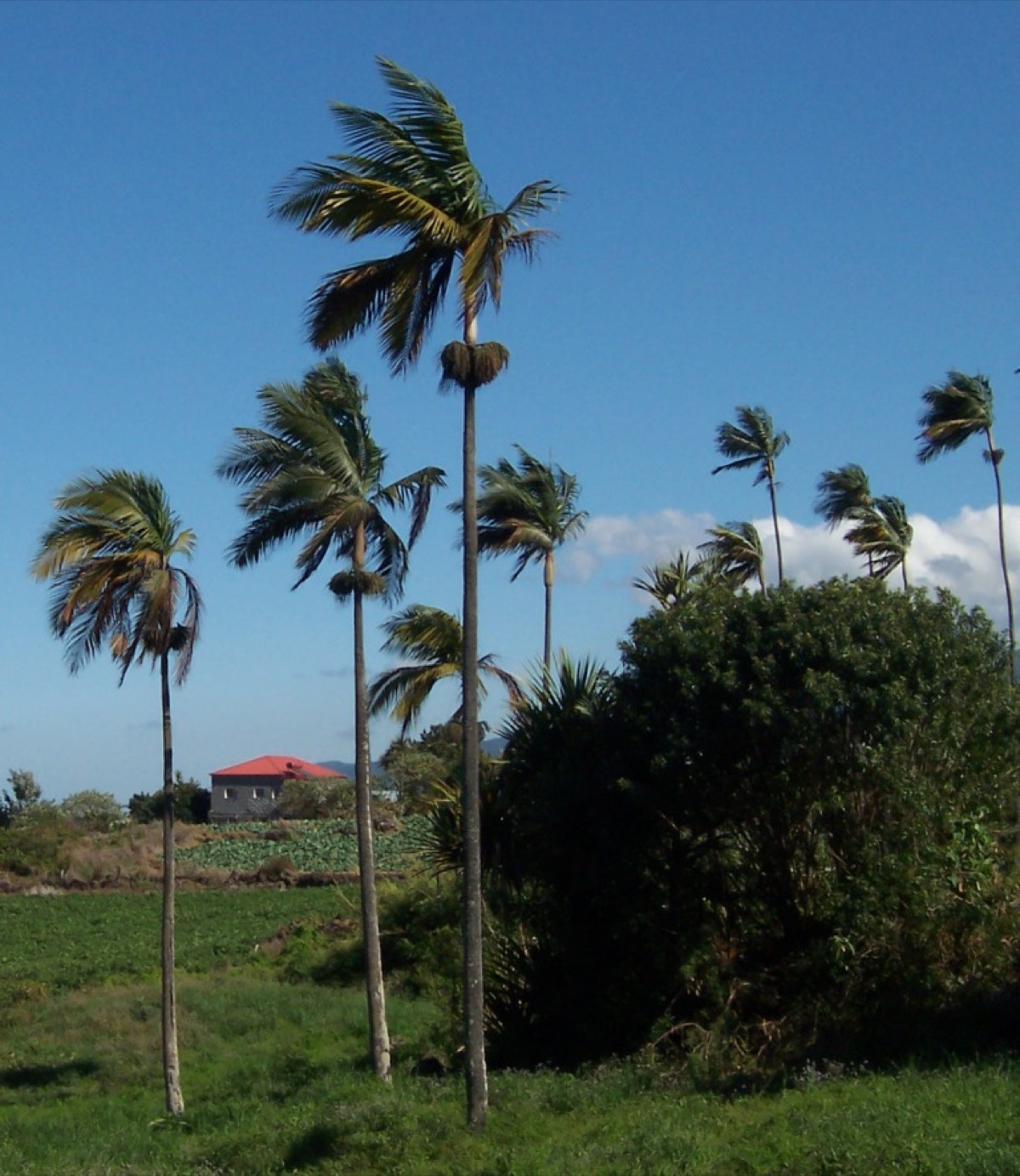 Hurricane Palm (4' Tall — Landscape Ready) for sale at Florida Palm and Plant Co. in SW Florida
